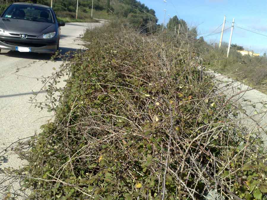 Archivio Notizie Corriere di Sciacca