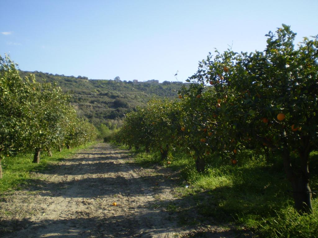 Archivio Notizie Corriere di Sciacca