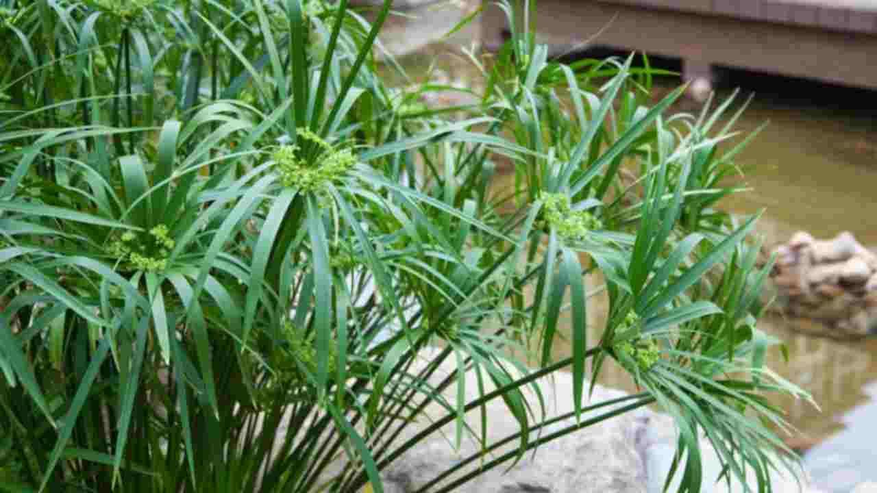 papiro in Sicilia