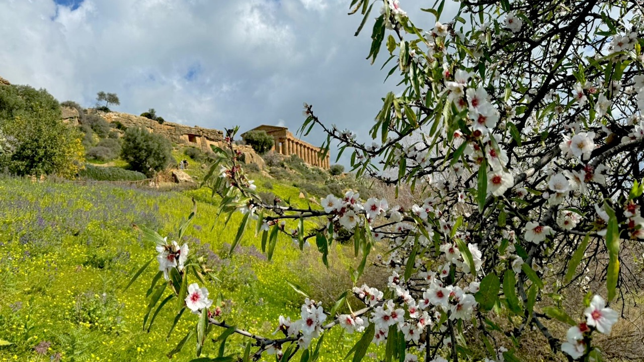 Il 2 Marzo la prima passeggiata tra i mandorli in fiore nella Valle