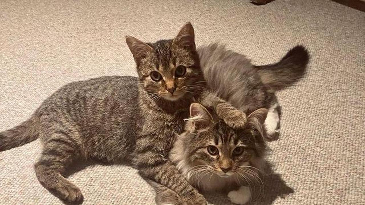 Pare non si tratti di un episodio nuovo e che nella zona ci sarebbe la...