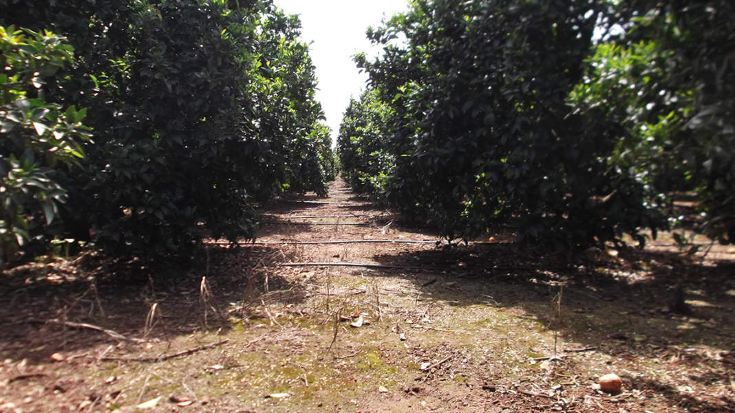 La siccità continua a lasciare i segni nel mondo agricolo e grosse preoccupazioni tra gli...