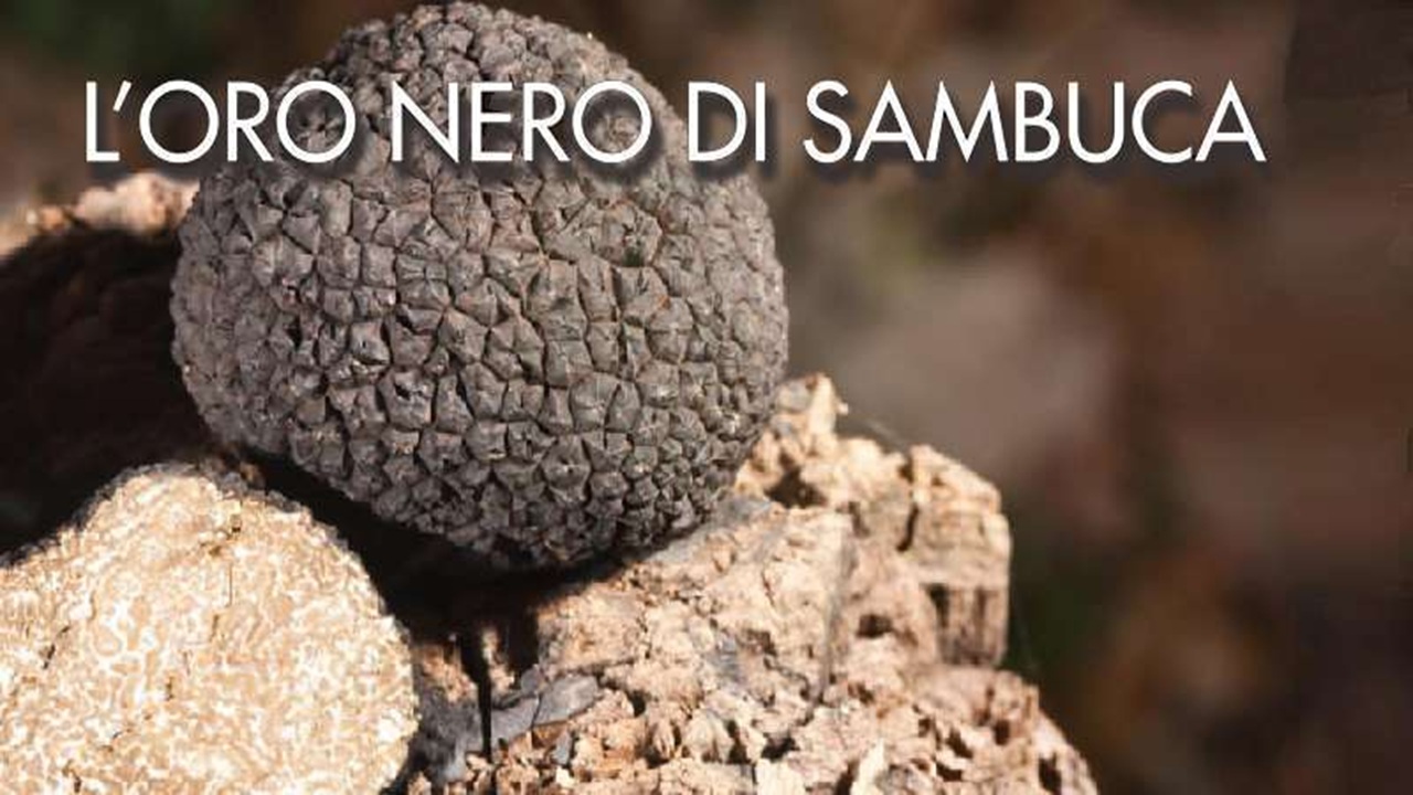 Il Comune belicino nel 2022 è entrato nell’Associazione Nazionale Città del Tartufo insieme ai vicini...