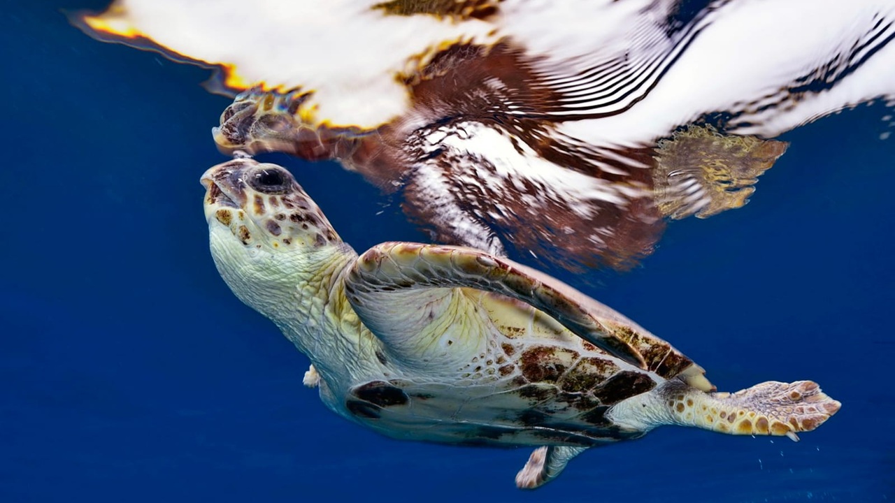 Risultati di assoluto rilievo per Full Immersion, che ha conquistato podi e piazzamenti nelle categorie...